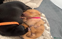 Miniature Dachshund dogs for sale: Beautiful miniature dachunds smooth/long coat - Image 13