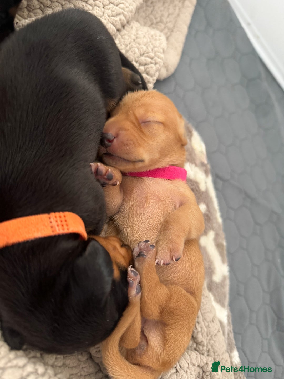 Miniature Dachshund dogs for sale: Beautiful miniature dachunds smooth/long coat - Image 13