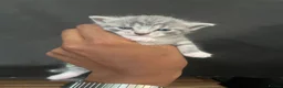 Mixed Breed cats for sale: Silver British short hair  - Advert 6