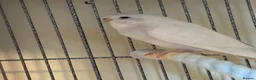 Budgerigars birds for sale: Baby Budgies’s for sale - Advert 14