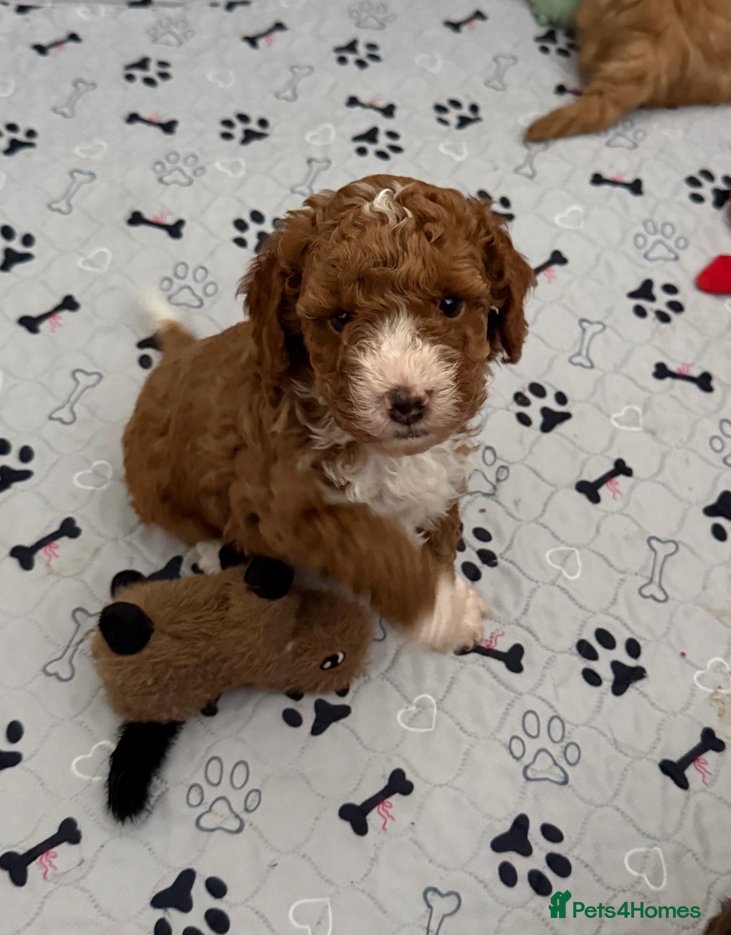Cockapoo dogs Toy Poodle x Cockerpoo Puppies - Advert 2