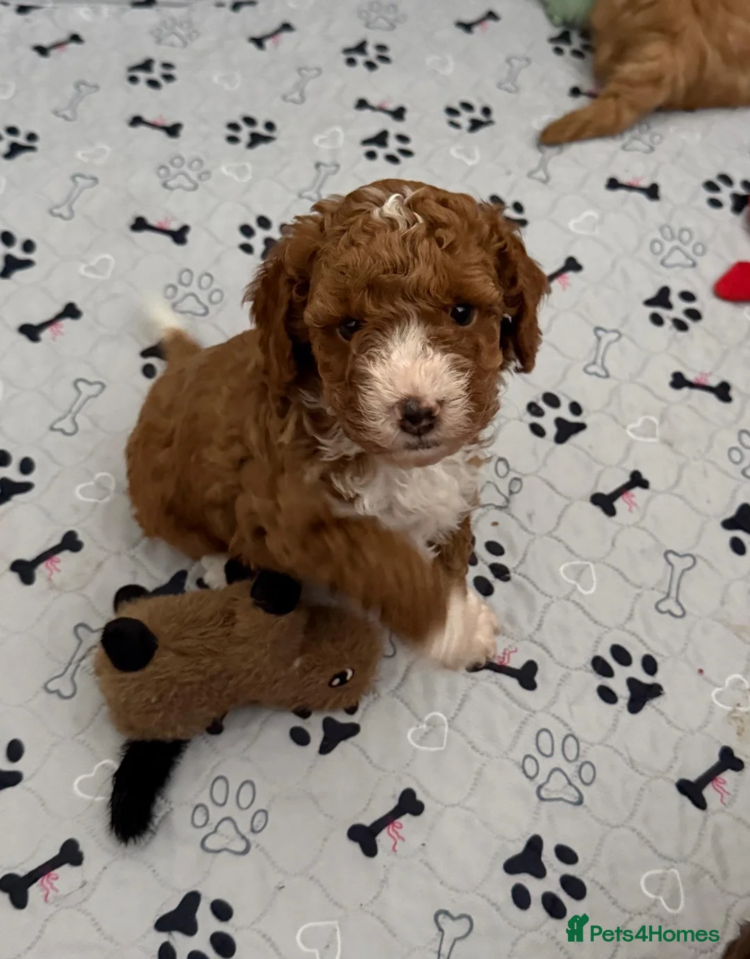 Cockapoo dogs for sale: Toy Poodle x Cockerpoo Puppies - Advert 1