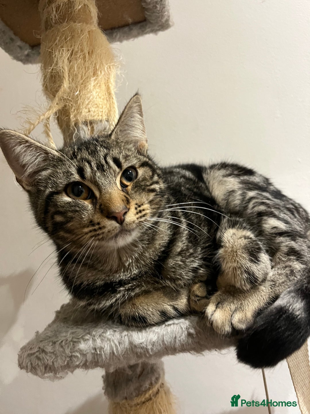 Mixed Breed cats for sale: adorable kittens looking for loving homes 💖🐾 - Advert 3