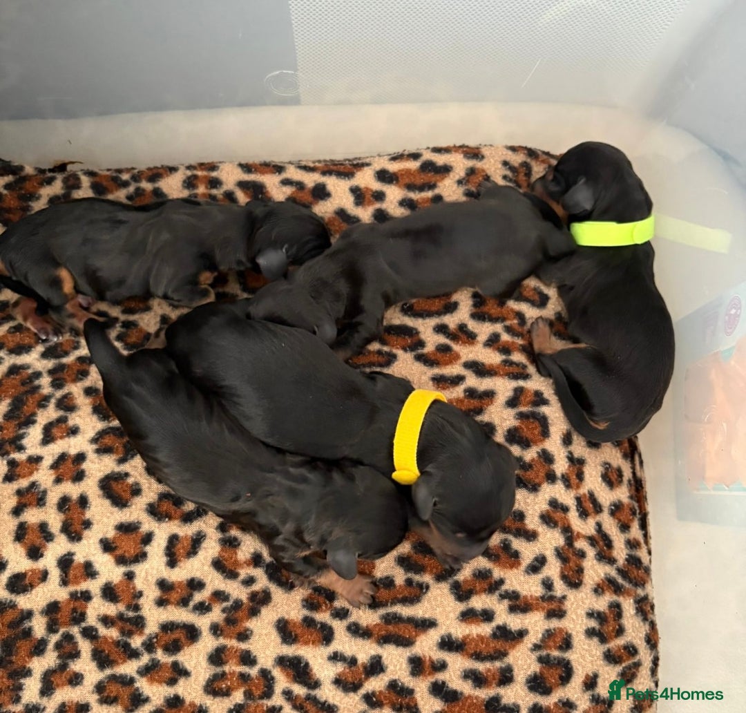 Miniature Dachshund dogs for sale: KC Registered Miniature Dachshund Pups - Image 3