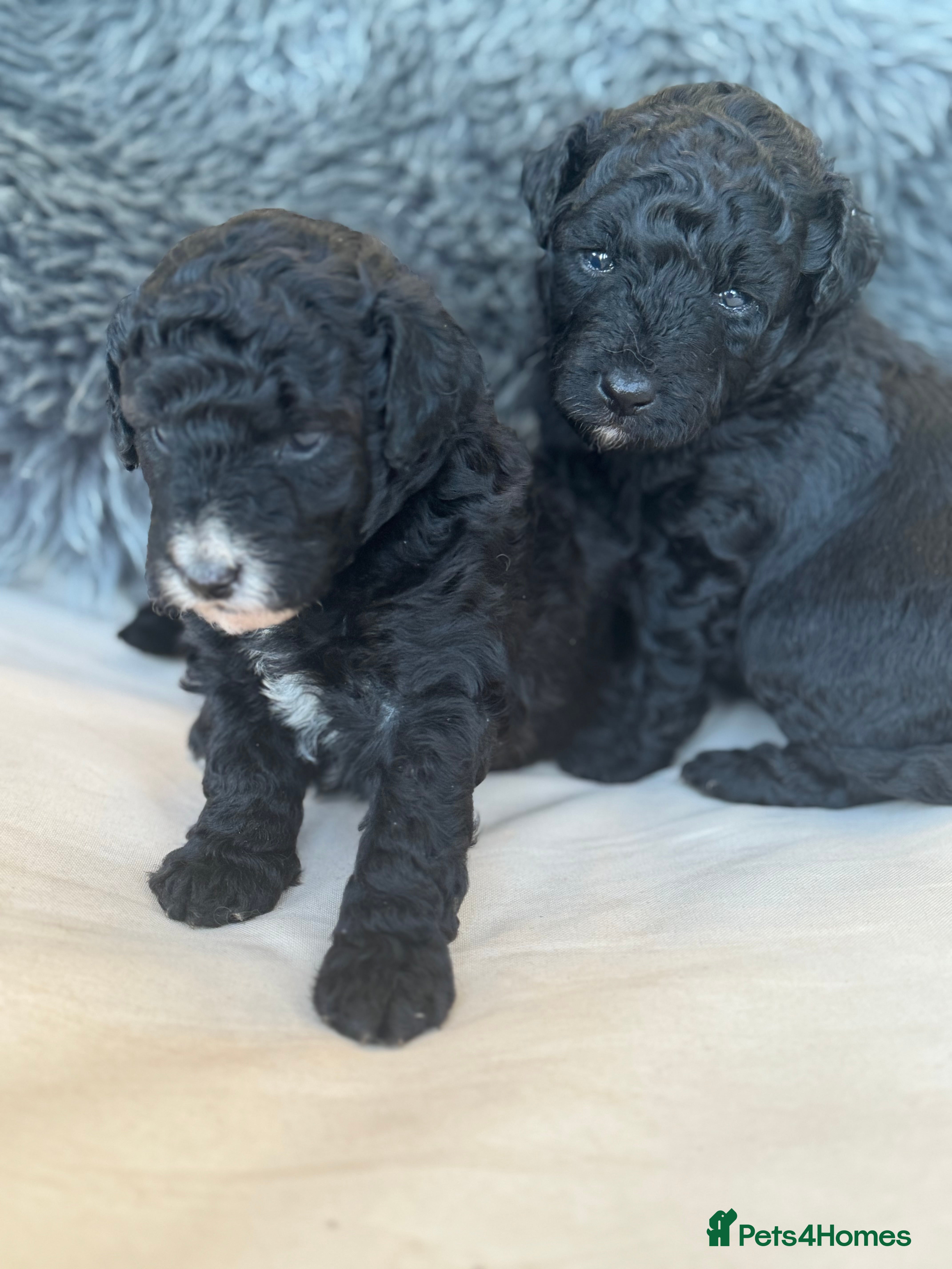 Aussiedoodle dogs Miniature Aussie Doodle Pups 🐾 ❤️ - Advert 17
