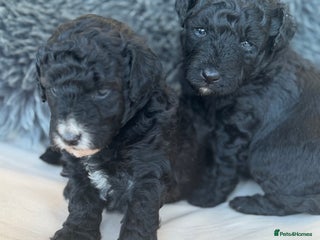 Aussiedoodle dogs Miniature Aussie Doodle Pups 🐾 ❤️ - Advert 4