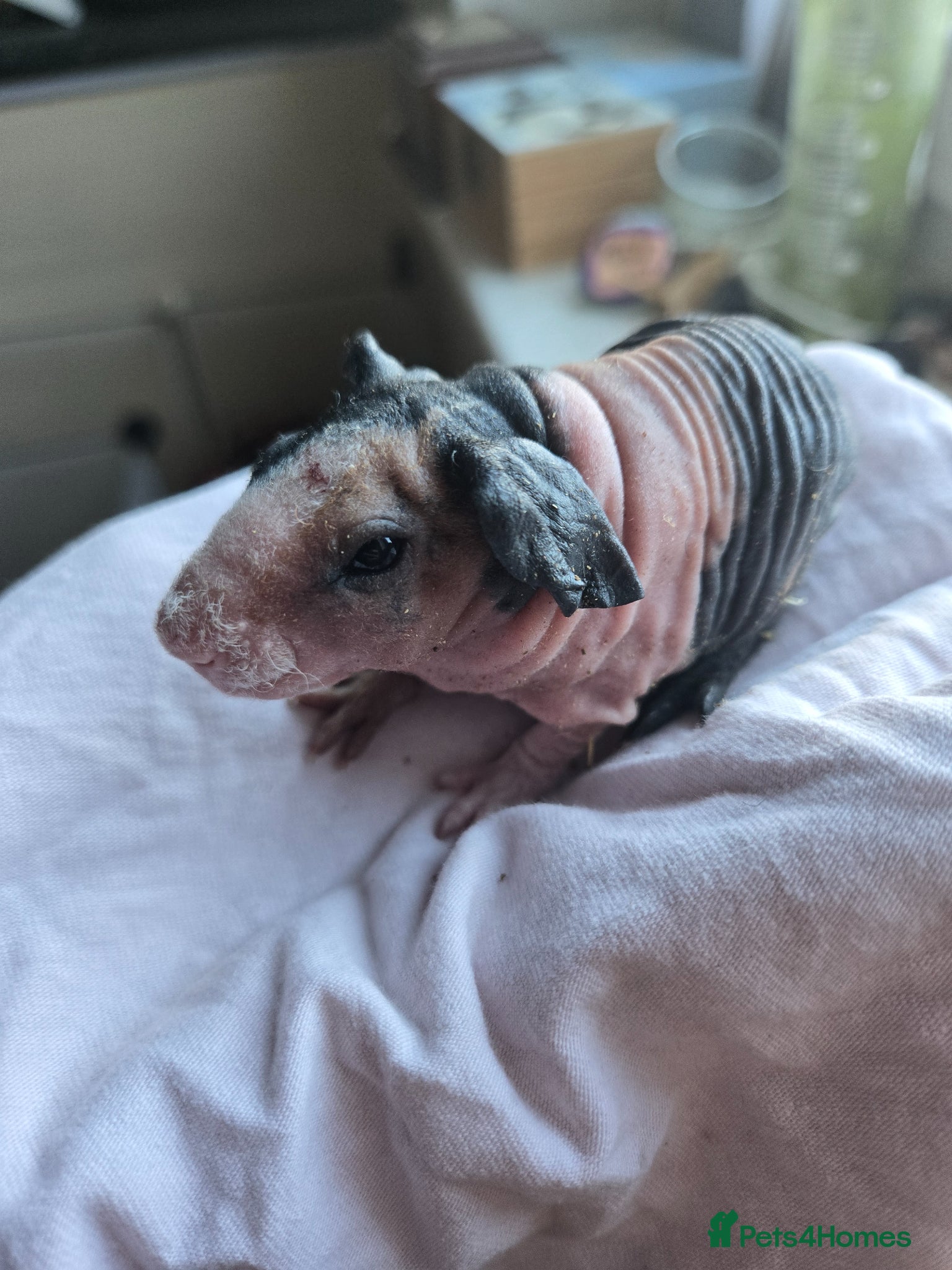 Guinea Pig rodents 1 boar 1 sow violet and black skinny pig - Advert 1