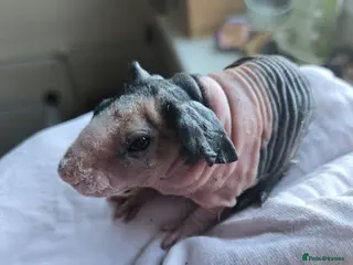 Guinea Pig rodents 1 boar 1 sow violet and black skinny pig - Advert 1