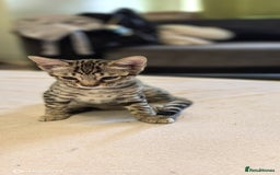 Bengal cats for sale: Sweet Bengal Kittens For Sale  - Image 40