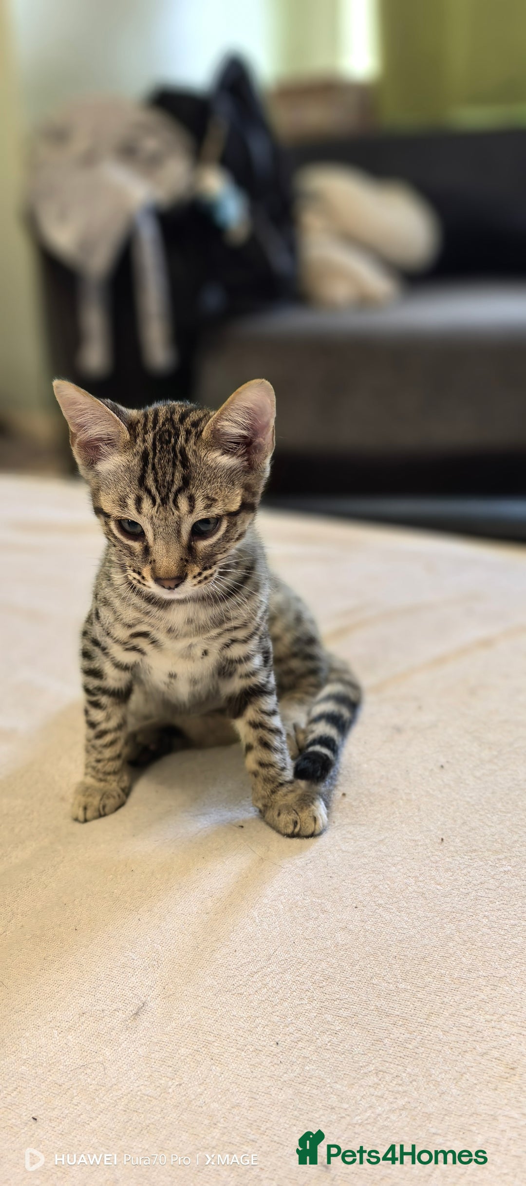 Bengal cats for sale: Sweet Bengal Kittens For Sale  - Image 40