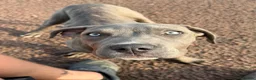 Cane Corso dogs for sale: Shadow  in Knutsford - Advert 2