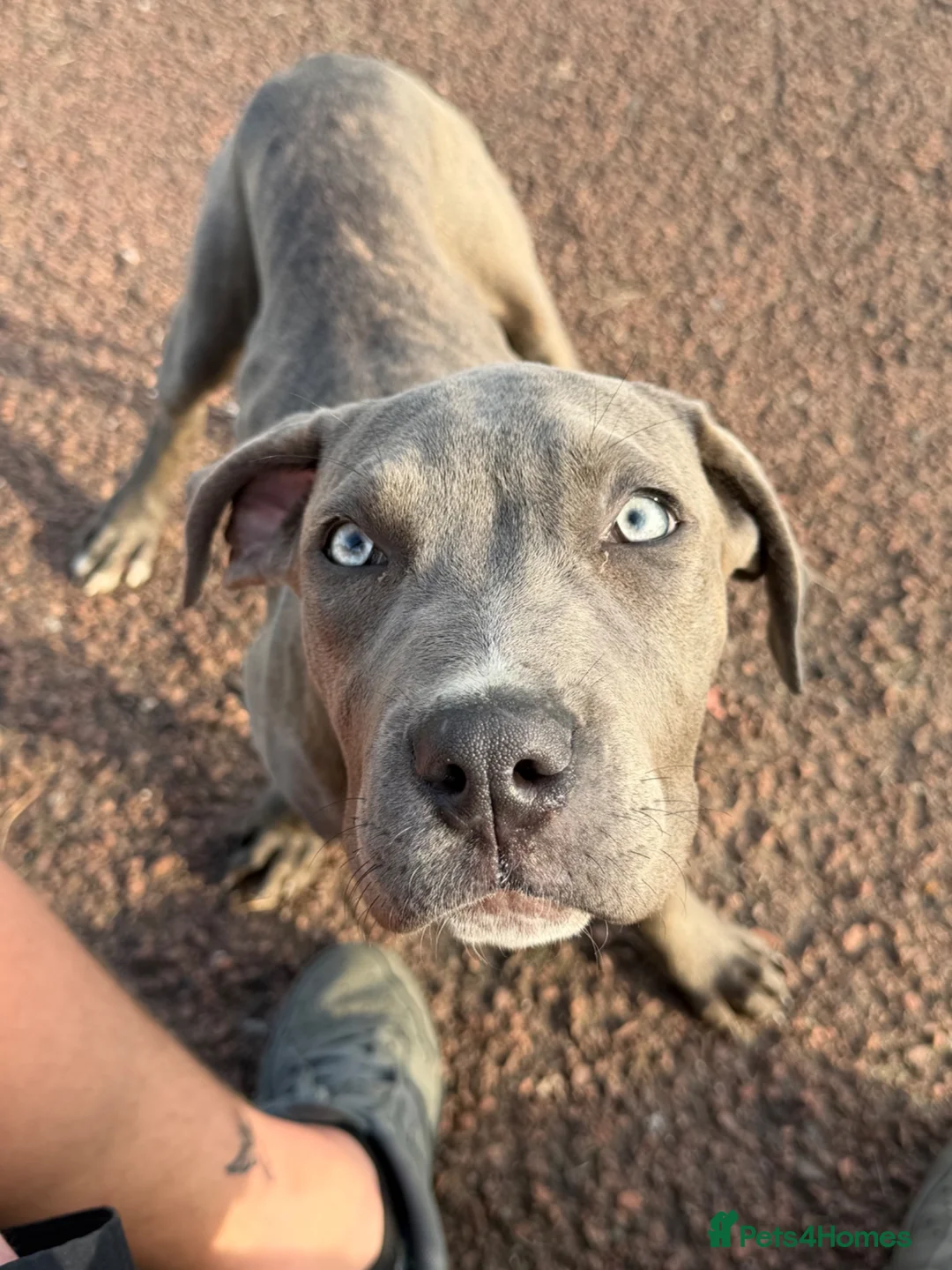 Cane Corso dogs for sale: Shadow  in Knutsford - Advert 2