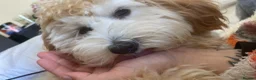 Mixed Breed dogs for sale: Cavapoochon 8 months  - Advert 6