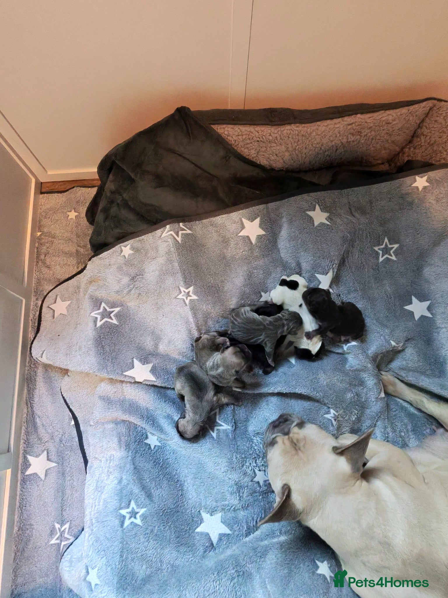 French Bulldog dogs FRENCH BULLDOG PUPPIES BORN 9 MAY - Advert 13