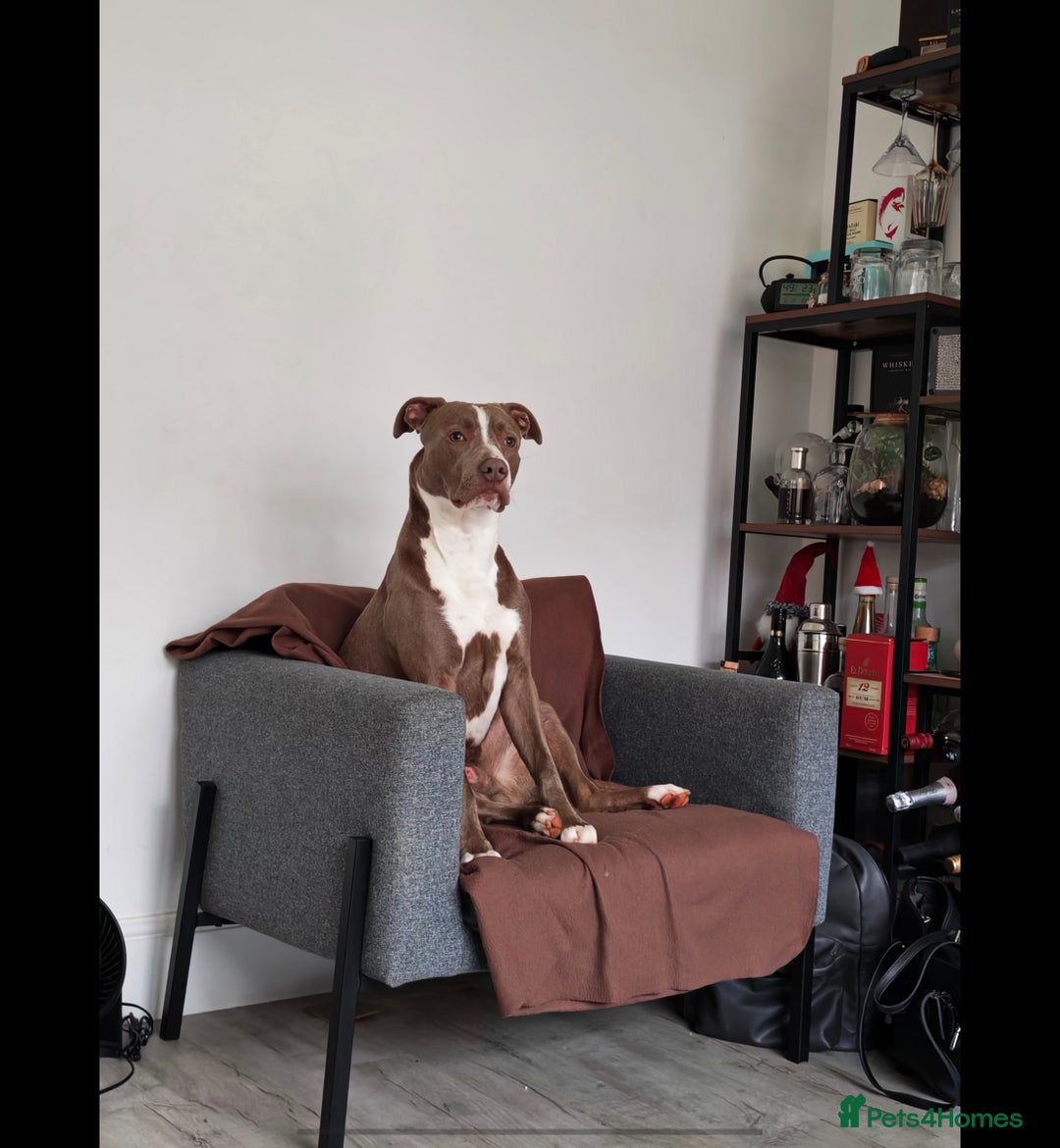 Mixed Breed dogs for sale: Staffordshire bull terrier X lurcher cross - Advert 3