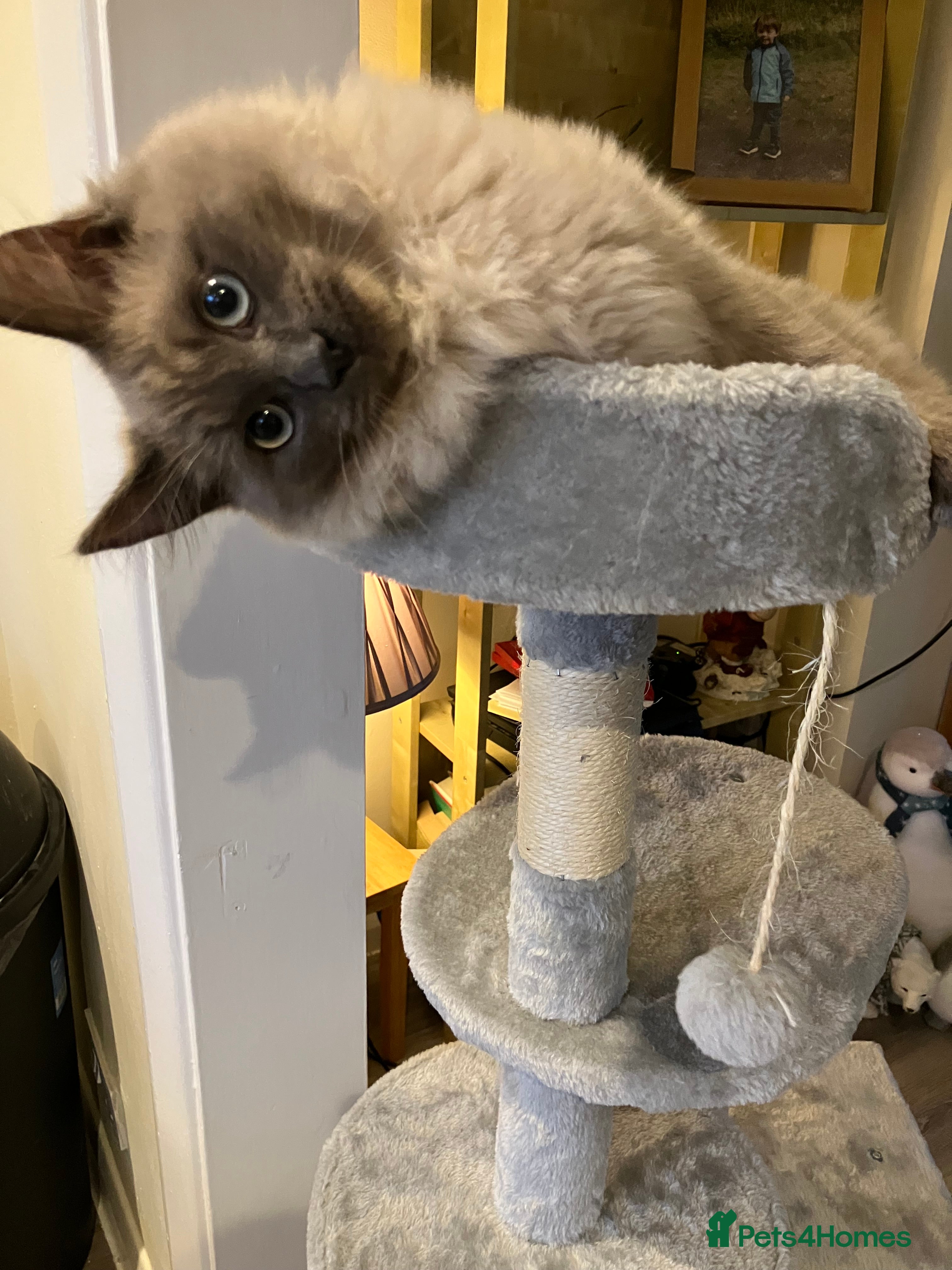 Ragdoll cats Ragdoll neutered male  - Advert 1