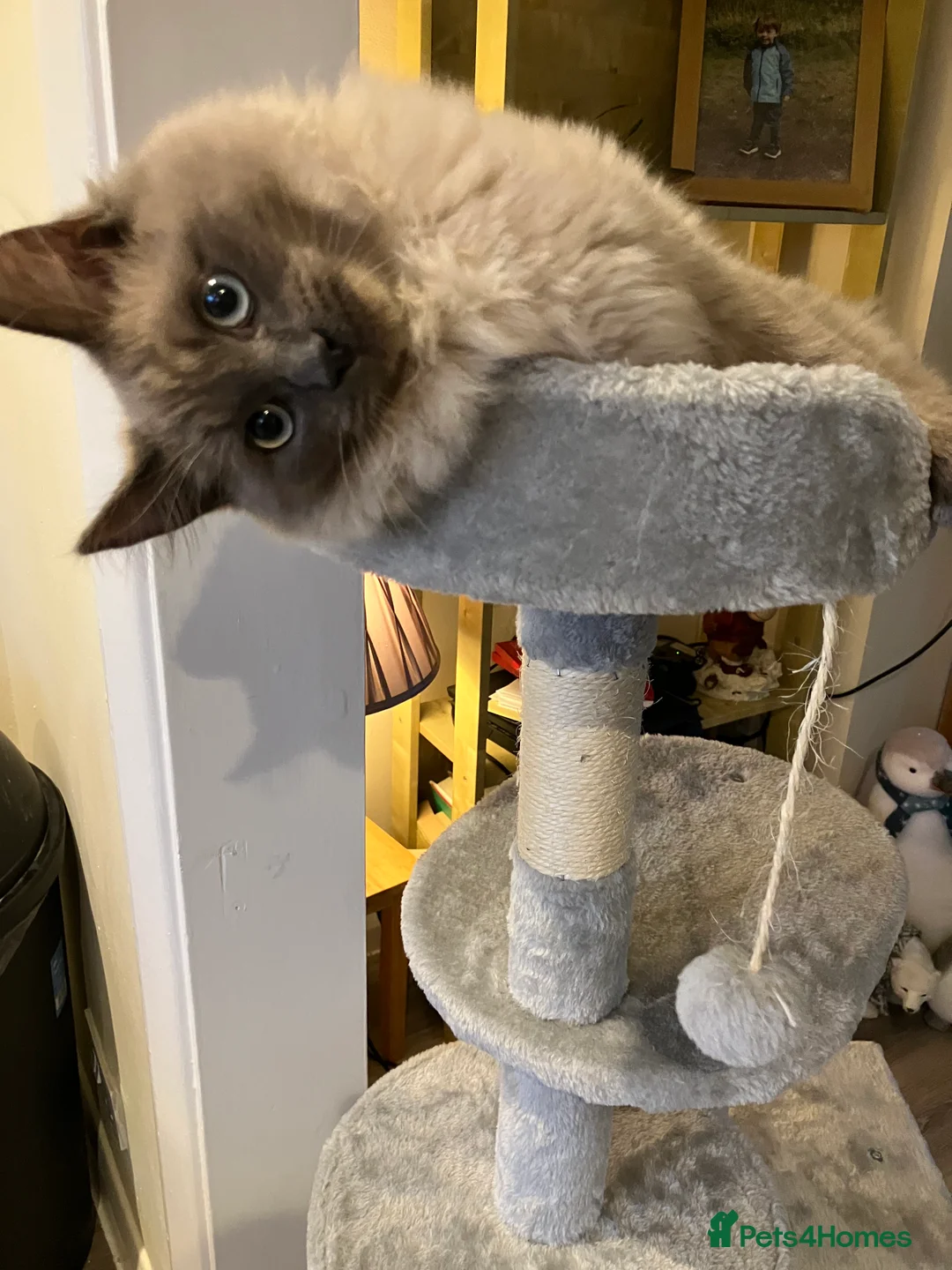 Ragdoll cats for sale: Ragdoll neutered male  - Advert 1