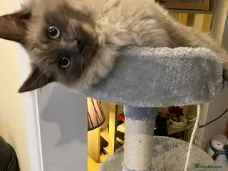 Ragdoll cats Ragdoll neutered male - Advert 1