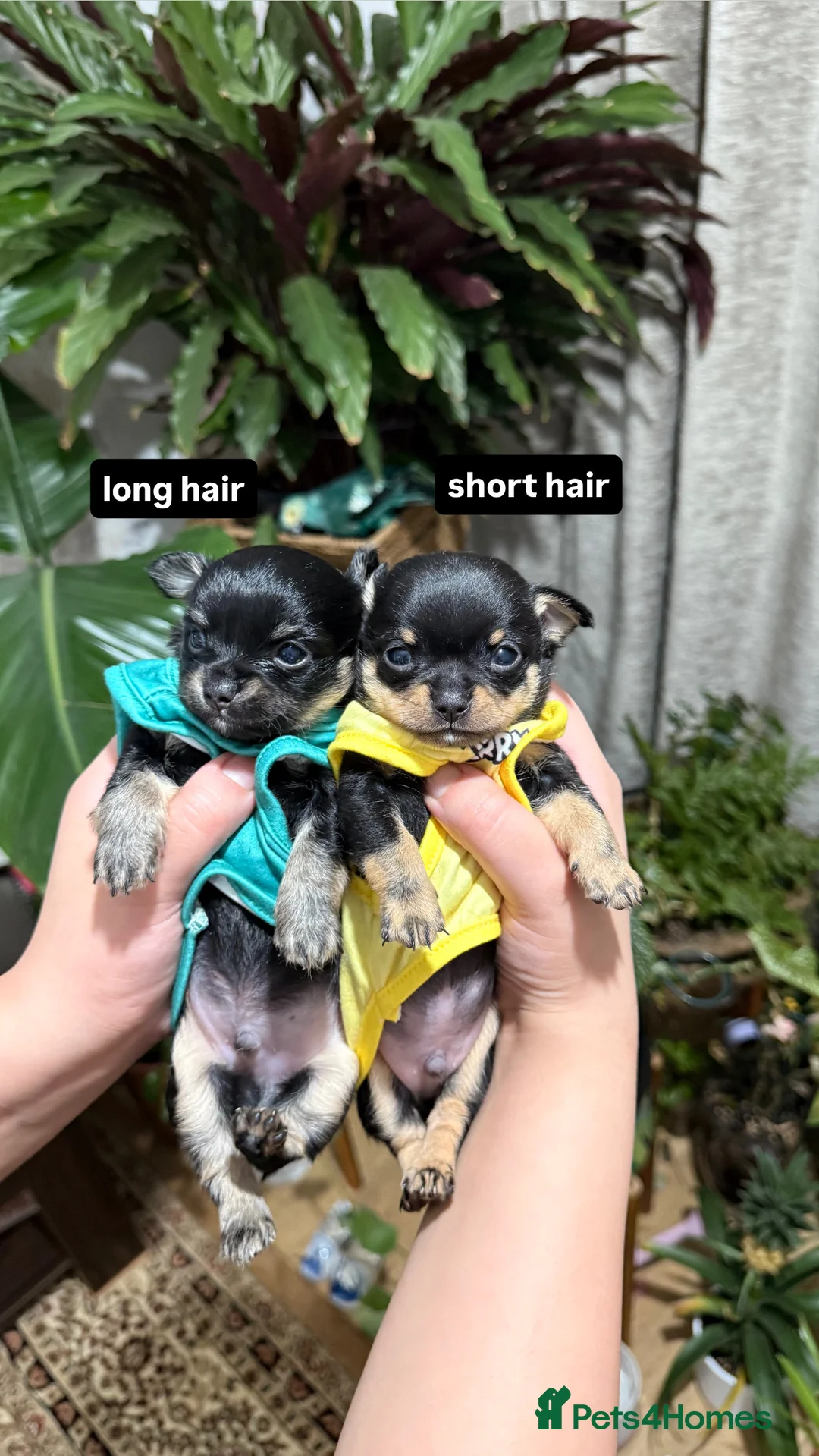 Chihuahua dogs for sale: Super Tiny Flat  **  Chihuahua Puppies  in Manchester - Advert 1