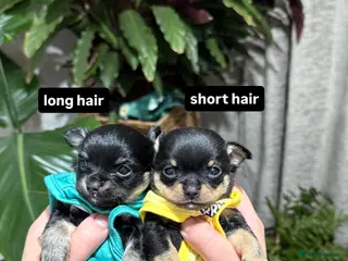 Chihuahua dogs Super Tiny Flat Tea Cup Chihuahua Puppies in Manchester - Advert 18