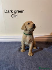 Labrador Retriever Puppy 4