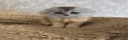 Scottish Fold cats for sale: Scottish fold tica active registered longhaired  - Advert 9