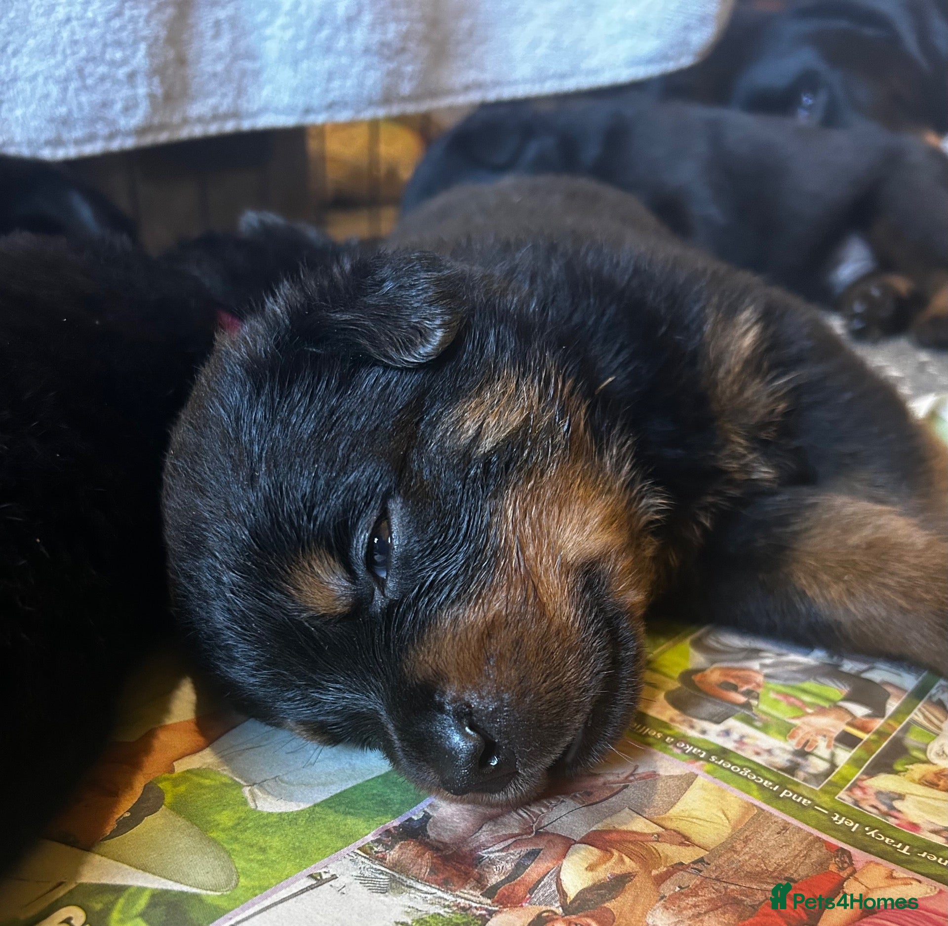 Rottweiler dogs Rottweilers kc reg fully hereditary tested - Advert 9