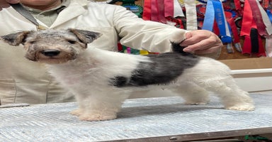 Fox Terrier dogs Top Class Wire Fox Terrier Pups - STUNNING - Advert 2