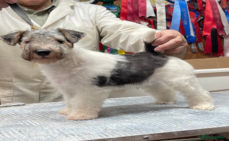 Fox Terrier dogs Top Class Wire Fox Terrier Pups - STUNNING - Advert 3