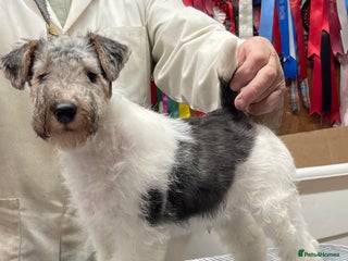 Fox Terrier dogs Top Class Wire Fox Terrier Pups - STUNNING - Advert 2