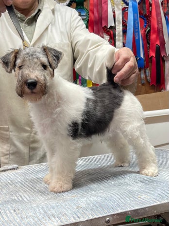 Fox Terrier dogs Top Class Wire Fox Terrier Pups - STUNNING - Advert 3