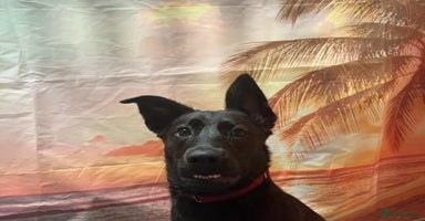 Mixed Breed dogs - Advert 2