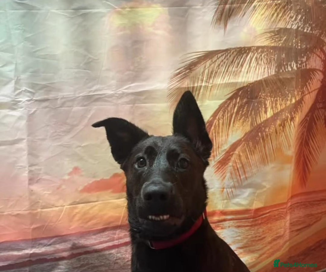 Mixed Breed dogs for sale: German Shepherd x Cane Corso - Image 2