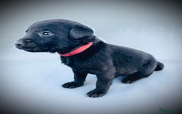 Labrador Retriever dogs for sale: ✨Gorgeous Labrador Puppies Ready for New Homes! ✨ - Image 5
