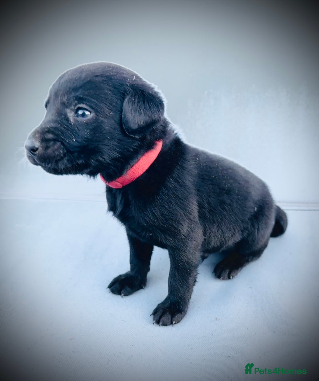 Labrador Retriever dogs for sale: ✨Gorgeous Labrador Puppies Ready for New Homes! ✨ - Image 5