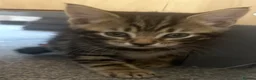 Mixed Breed cats for sale: 4 male kittens for sale - Advert 4