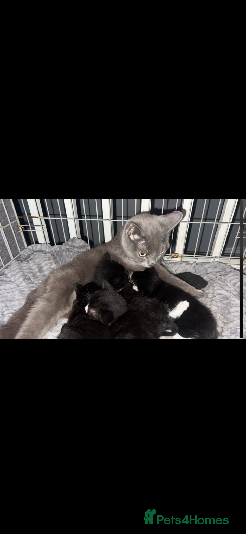 British Shorthair cats for sale: beautiful british short hair kitties  - Advert 2