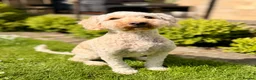 Australian Labradoodle dogs for sale: Gorgeous Australian Labradoodle Girl in Harrogate - Advert 1