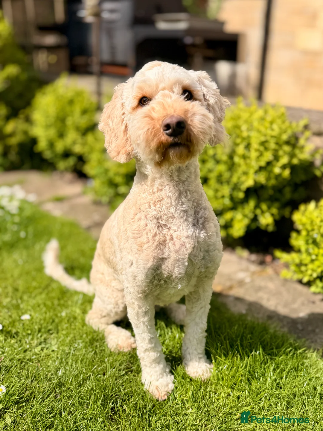 Australian Labradoodle dogs for sale: Gorgeous Australian Labradoodle Girl in Harrogate - Advert 1