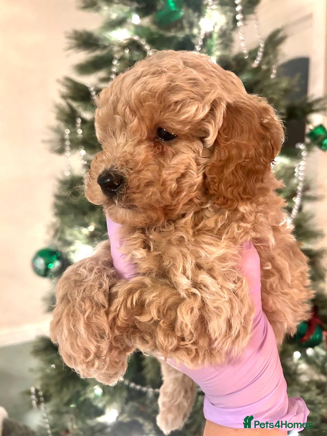 Poodle dogs for sale: Adorable Poodle puppies - Advert 3