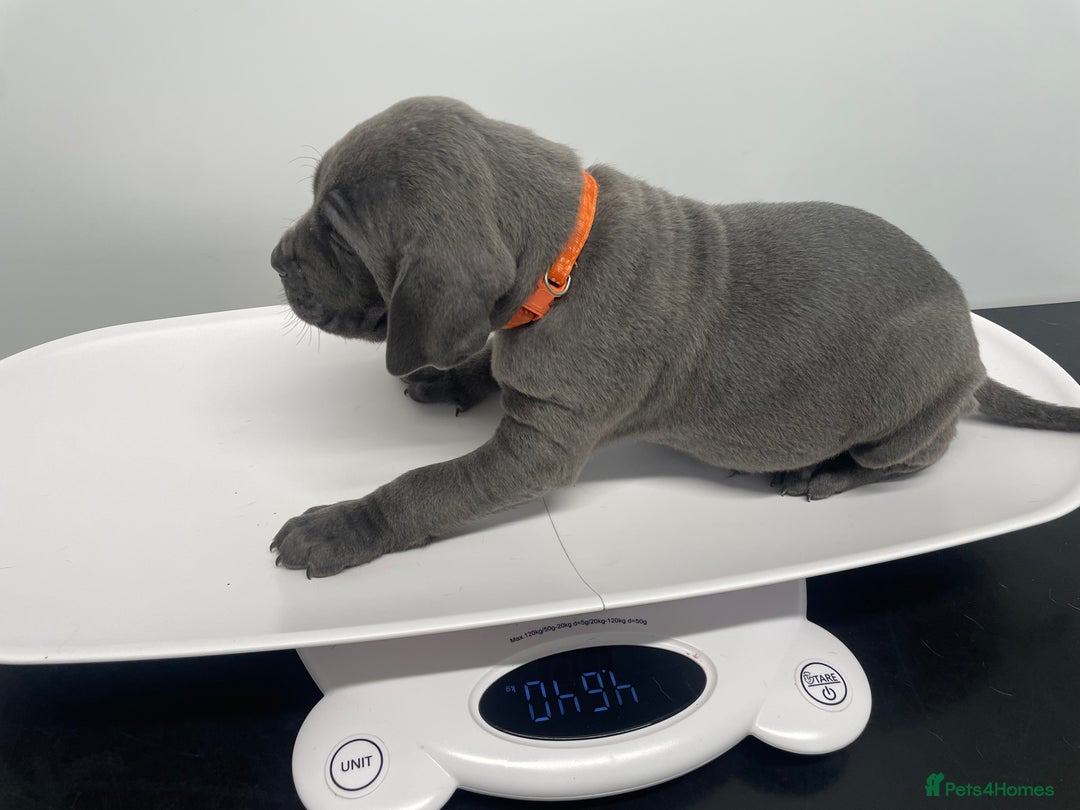 Cane Corso dogs for sale: CANE CORSO TOP QUALITY STRAJANO BLOODLINE FERMINTO - Advert 6