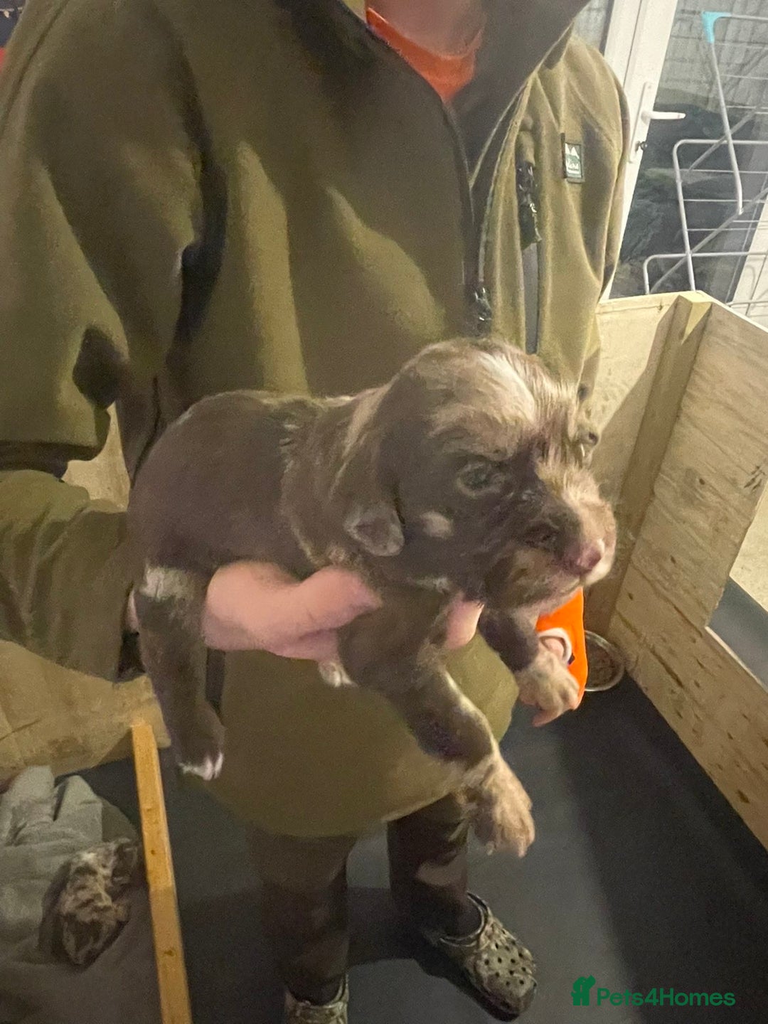 Cocker Spaniel dogs for sale: Beautiful cocker spaniels  - Advert 11