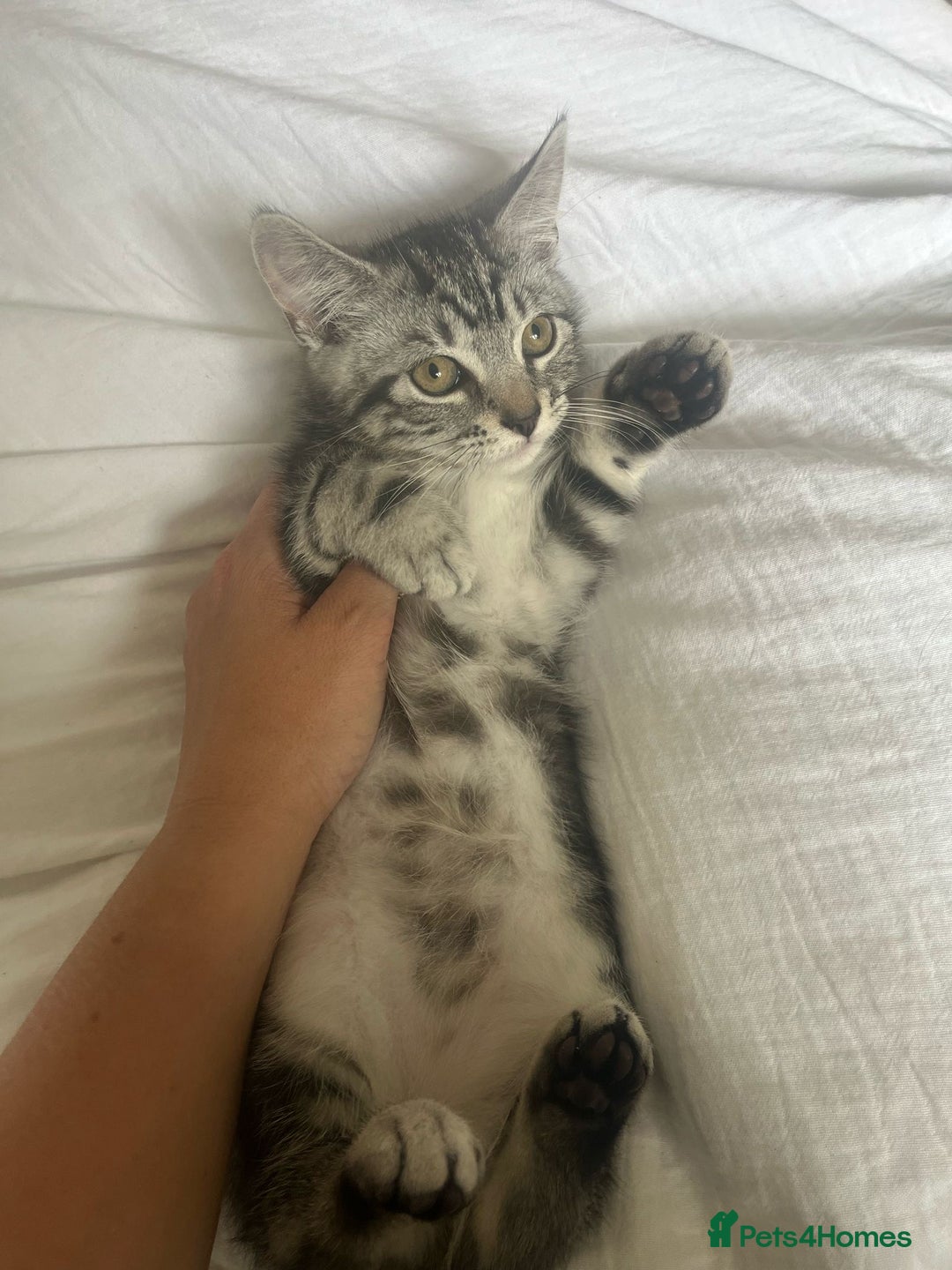 Mixed Breed cats for sale: Mixed breed grey kittens  - Image 2