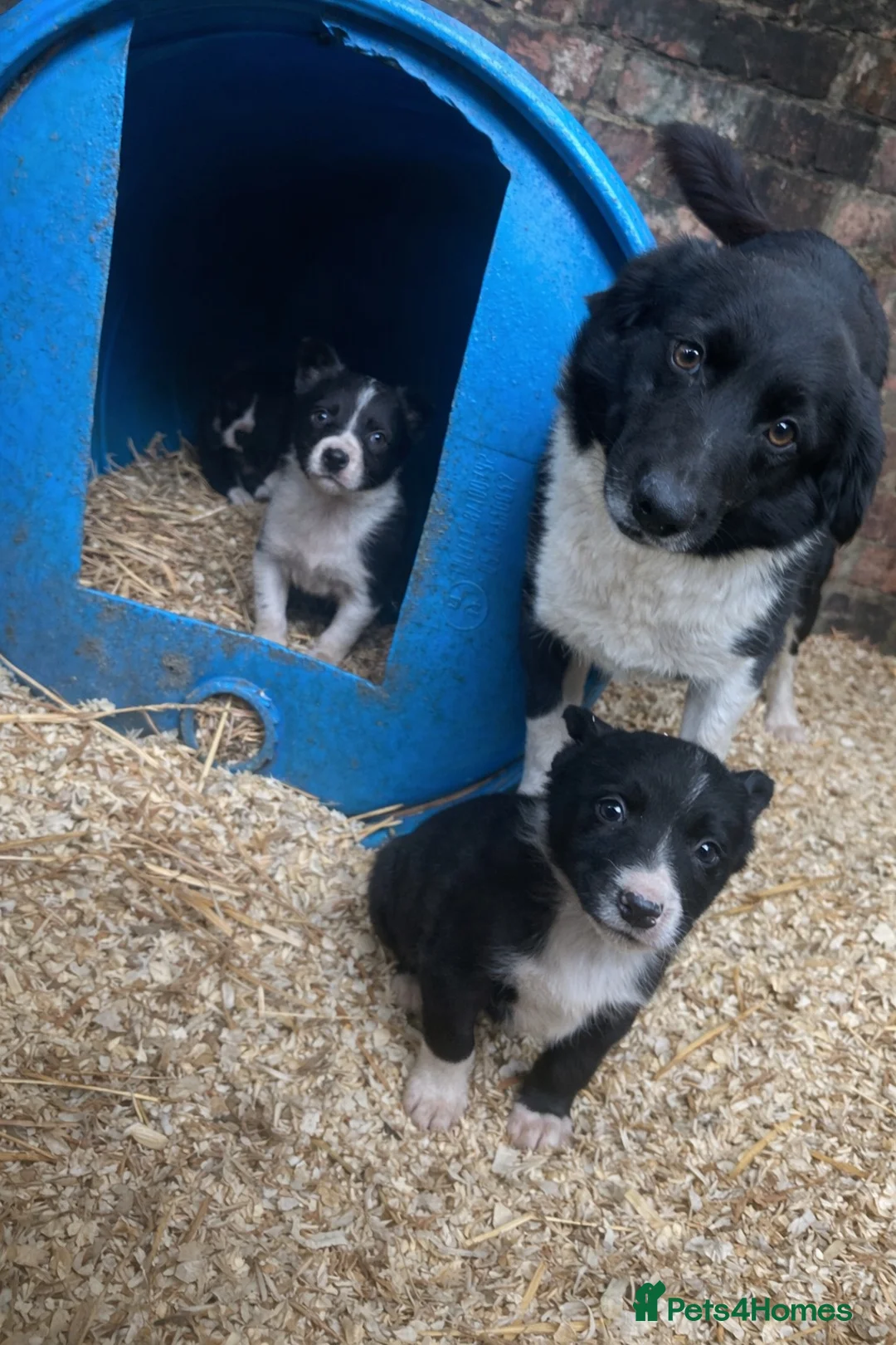 Border Collie dogs for sale: Working border collie pups - Advert 12