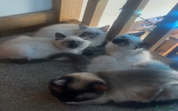 Ragdoll cats for sale: Beautiful Pedigree Ragdoll 4 month olds  - Image 6