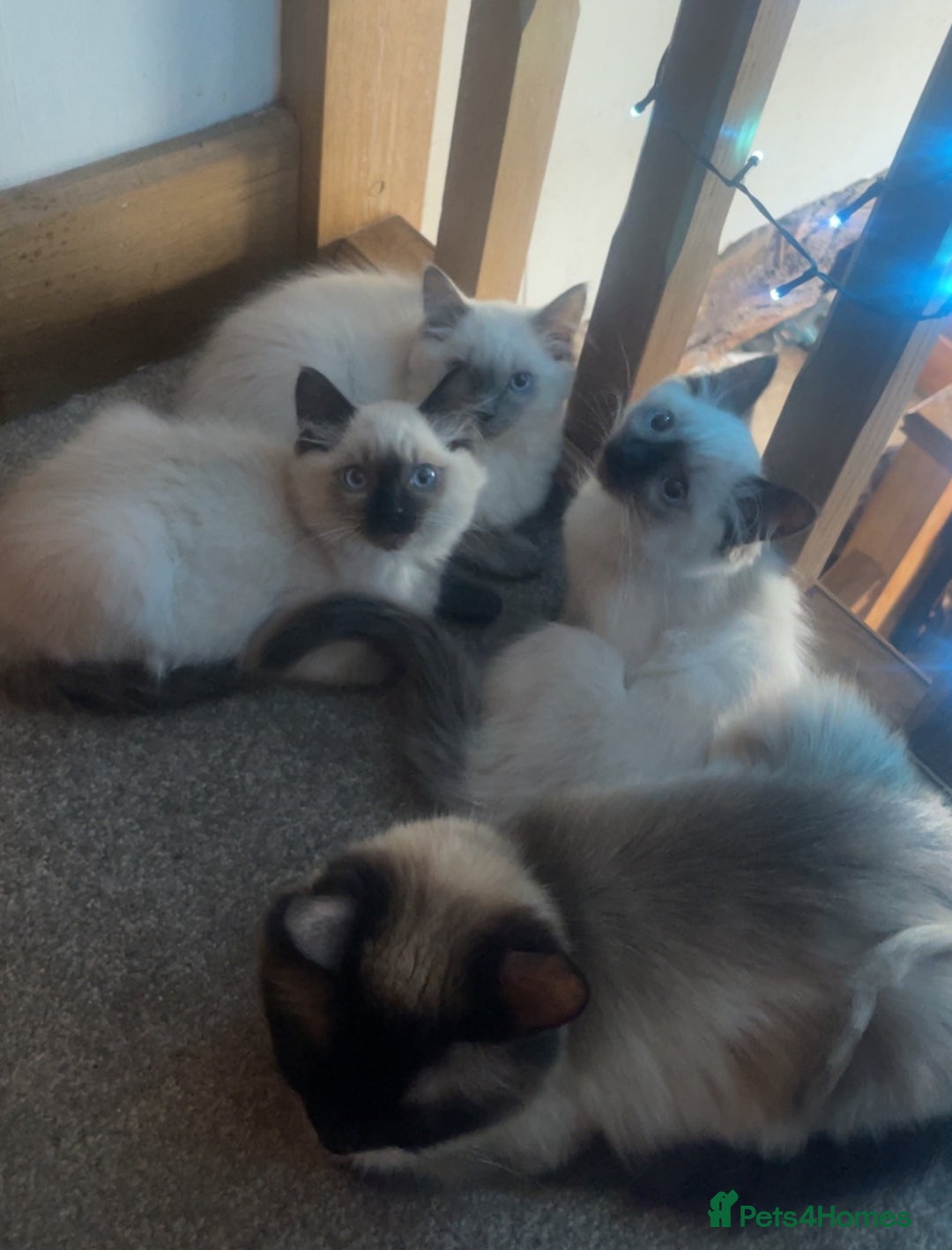 Ragdoll cats for sale: Beautiful Pedigree Ragdoll 4 month olds  - Image 6