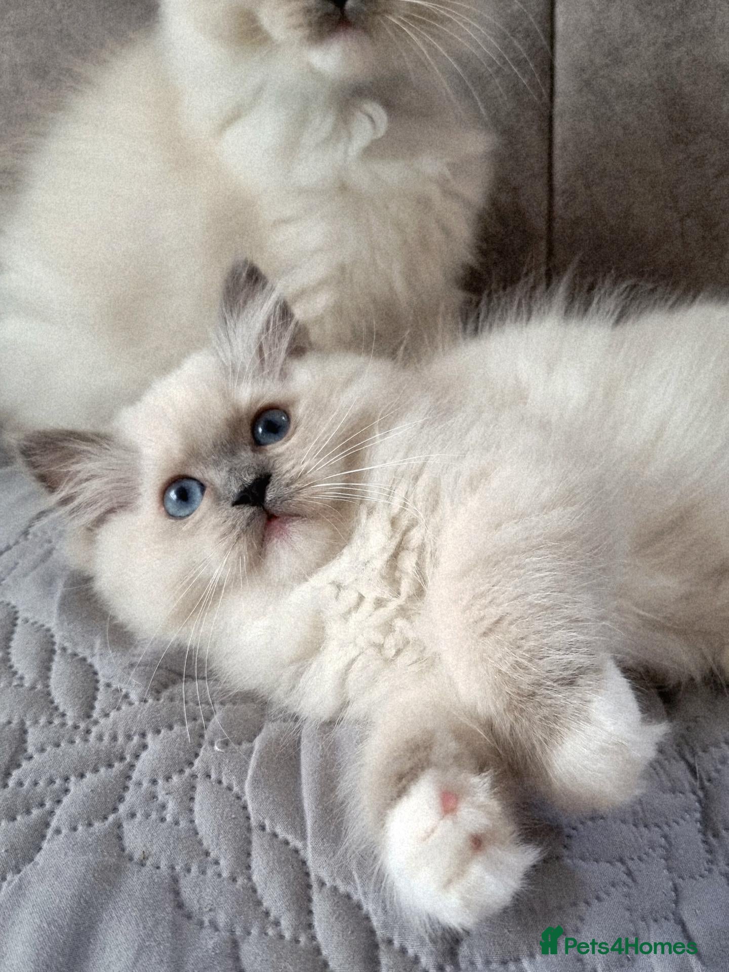 Ragdoll cats TICA registered DNA Tested Ragdoll Kittens  - Advert 1