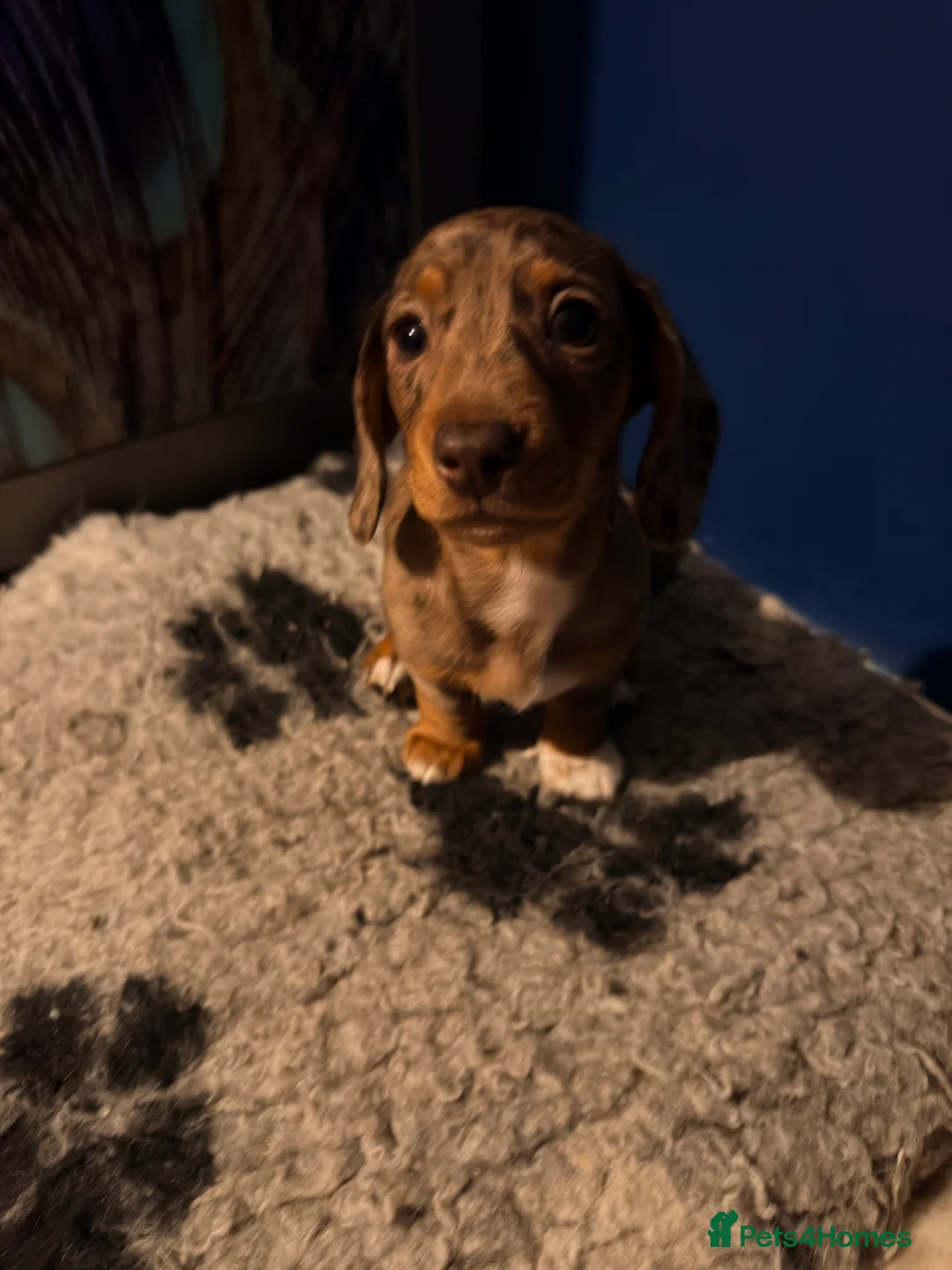 Miniature Dachshund dogs for sale: Miniature dachshund puppy kc registered ready now  in Chelmsford - Advert 2
