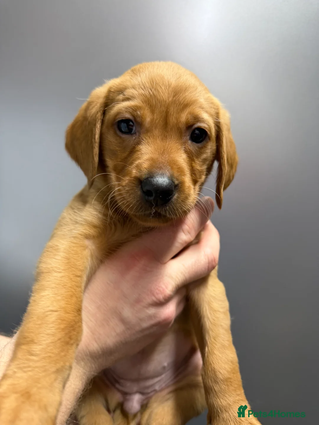 Labrador Retriever dogs for sale: KC Reg Labrador Puppies (mix of Red/blonde) - Advert 32