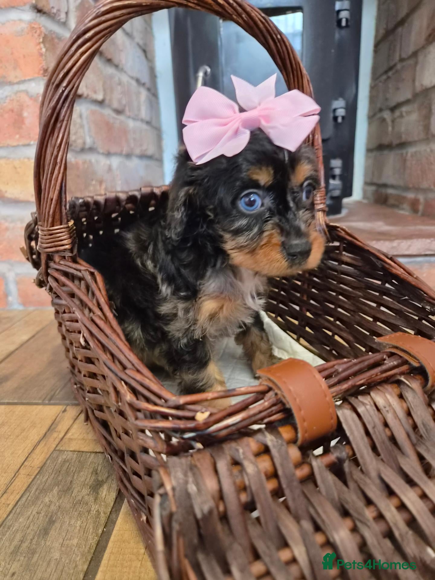 Cavapoo dogs Health tested F1 mini cavapoo puppies  - Advert 15
